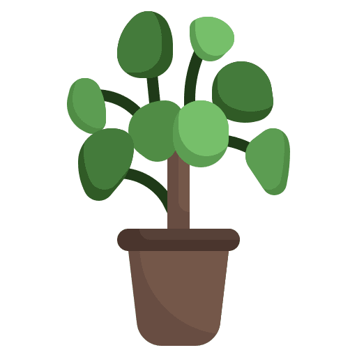 Chinese money plant nature flower farming and gardening icon Chinese money plant nature flower farming and gardening icon