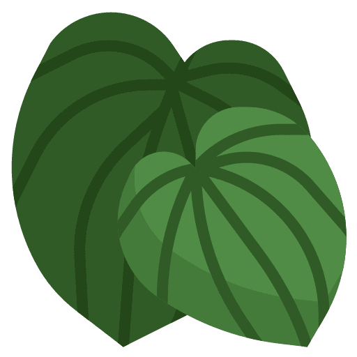 Peperromia plant ecology nature icon Peperromia plant ecology nature icon