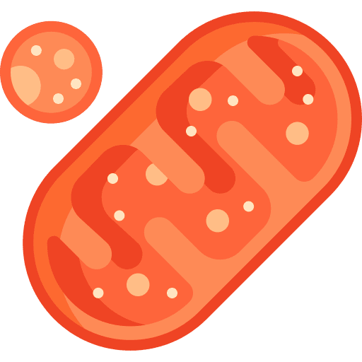 Mitochondria genome dna mtdna icon