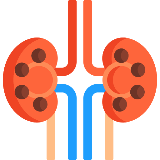 Kidney human body anatomy kidney icon