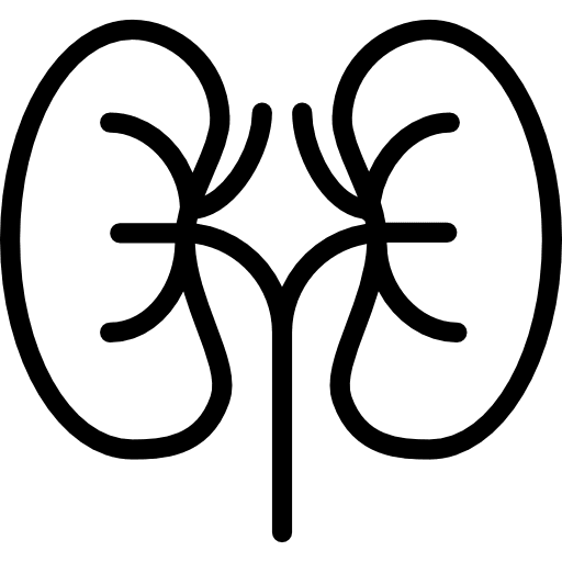 Kidney urology kidneys kidney icon