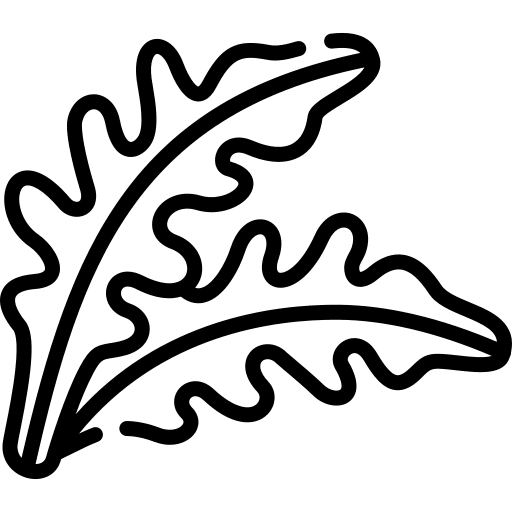 Arugula vegetables vegetarian healthy food icon