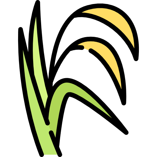 Rice rice cereals grain icon