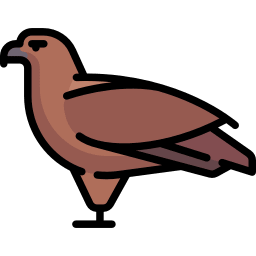 Eagle eagle animal kingdom animals icon