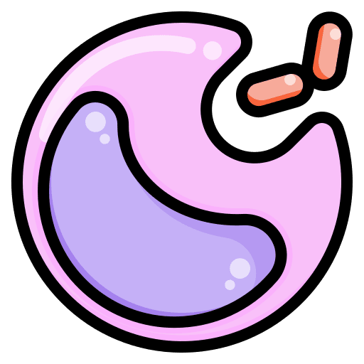 White blood cell immunology biology white blood cell icon