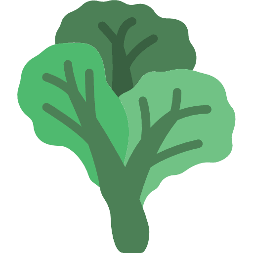 Cabbage plant nature vegetable icon