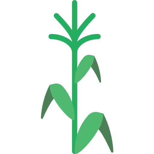 Corn cereal food branch icon