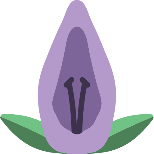 Acanthaceae plant floral acanthaceae icon
