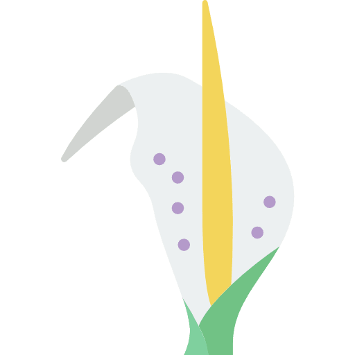 Arum flower blossom petals icon