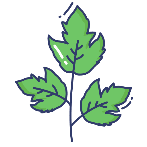 Coriander plant leaf food and restaurant icon