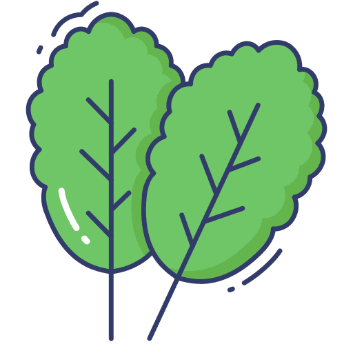 Spinach vegetable spinach food icon