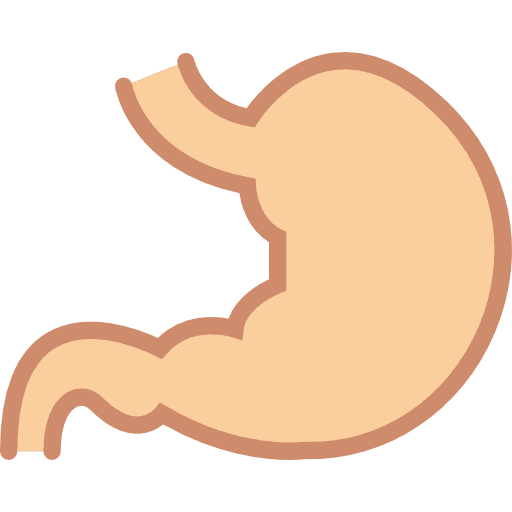 Stomach medical body parts stomach icon
