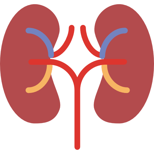 Kidney organ kidney anatomy icon