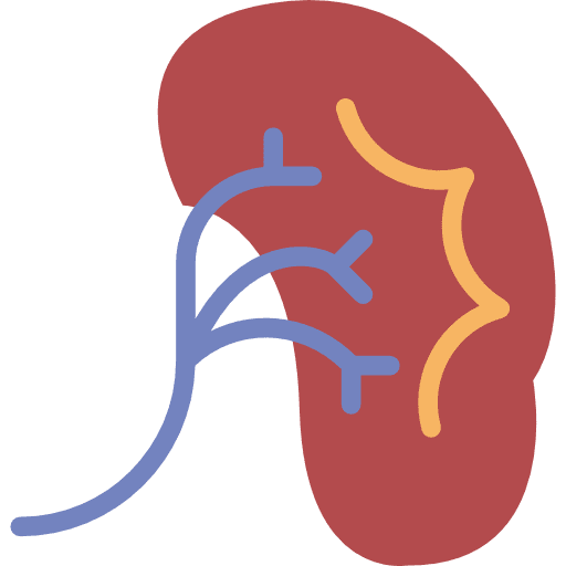 Kidney urology organ kidney icon