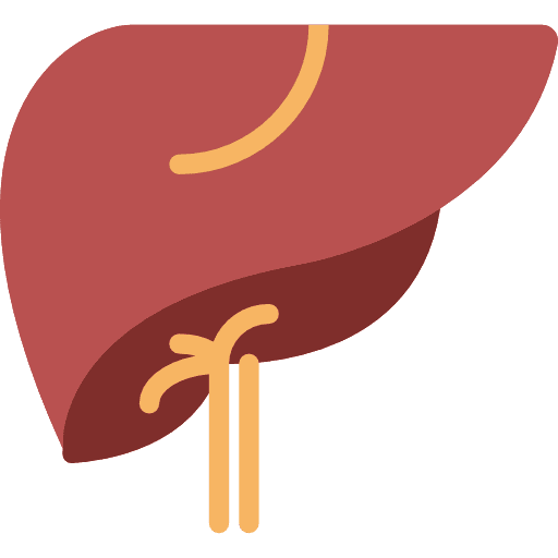 Liver anatomy liver organ icon