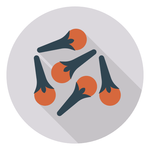 Clove fruit vegetable clove icon