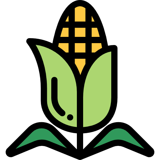 Corn organic corn cereal icon