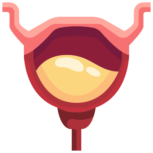 Bladder anatomy human body healthcare and medical icon