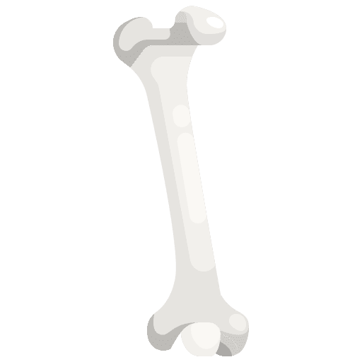 Bone bones knee anatomy icon