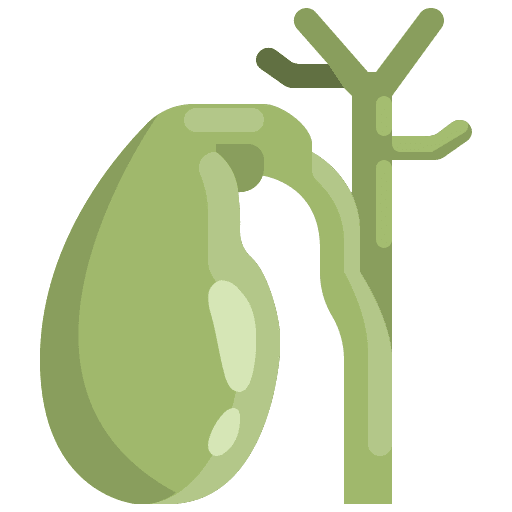 Gallbladder organ body organ human body icon