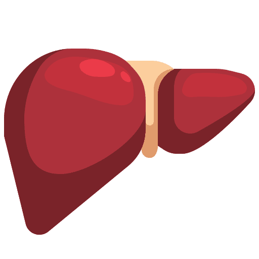 Liver liver liver organ healthcare and medical icon