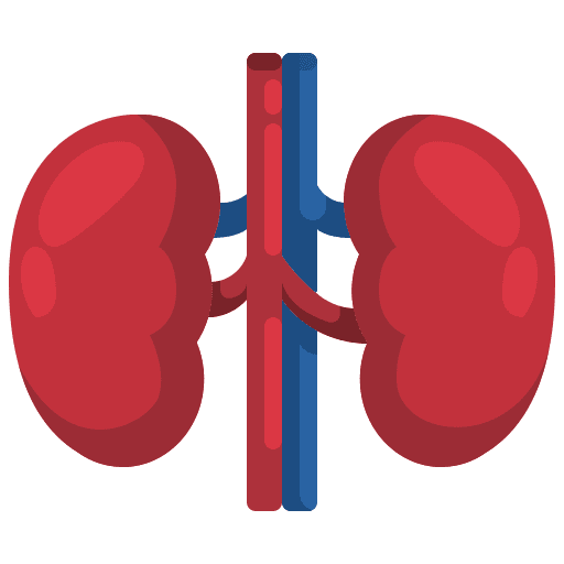 Kidney anatomy illness failure icon
