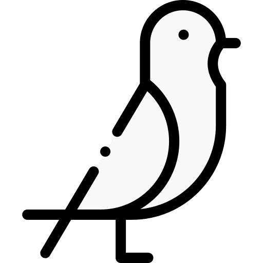 Pigeon bird pigeon animals icon