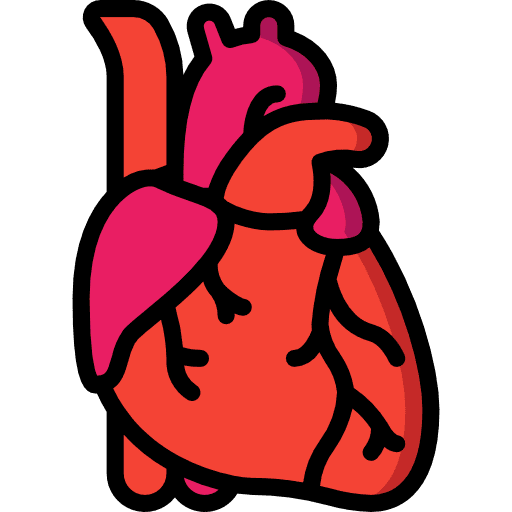 Heart anatomy heart organs icon