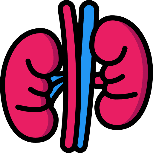 Kidney urologist anatomy organ icon