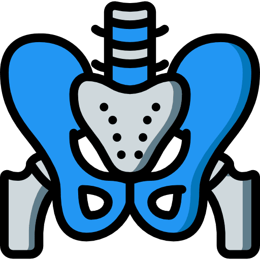 Pelvis pelvic bone pelvic area human body icon