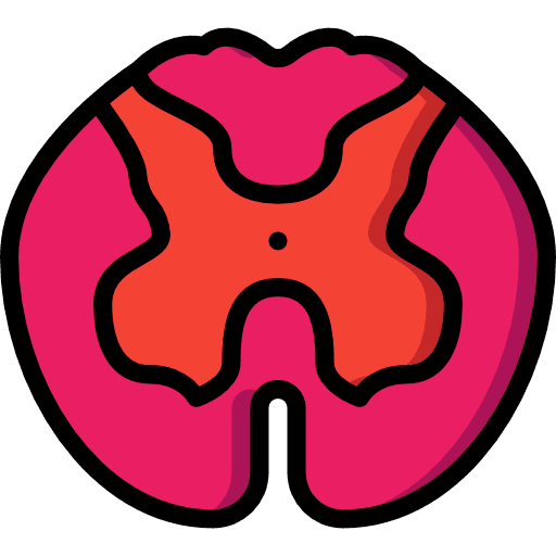 Spinal cord spinal cord hospital emergency icon