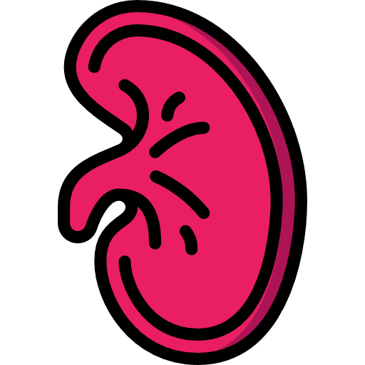 Kidney medical urologist healthcare and medical icon