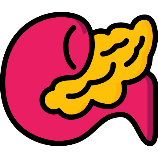 Pancreas pancreas anatomy healthcare and medical icon