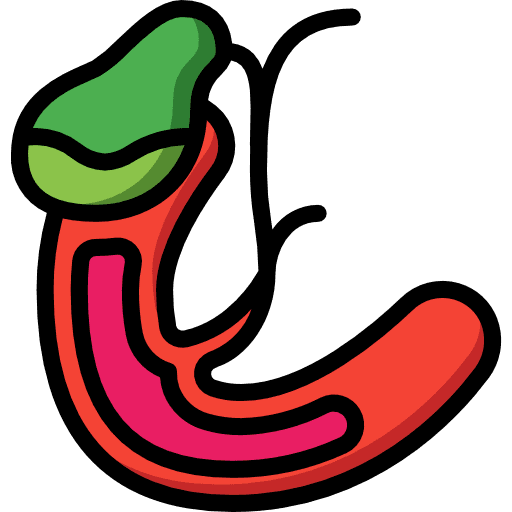 Gallbladder organ gallbladder plate icon