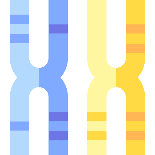 Chromosome x structure genetic icon