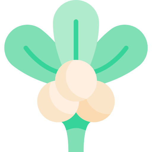 Mistletoe ornament nature decoration icon