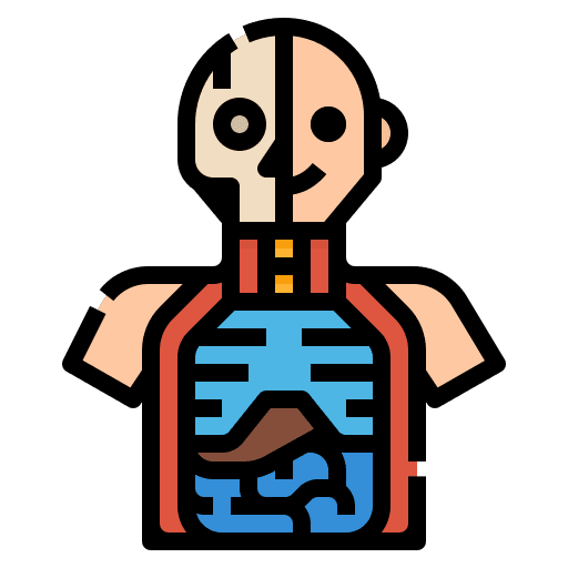 Anatomy education human body anatomy icon