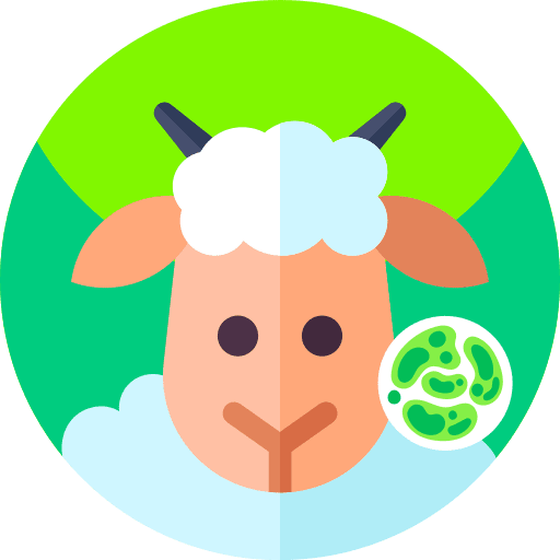 Sheep coronavirus mammal infectious icon