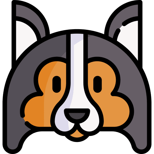 Shetland sheepdog dog shetland sheepdog pet icon