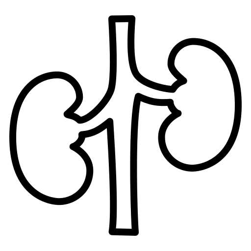 Kidney anatomy kidney healthcare and medical icon