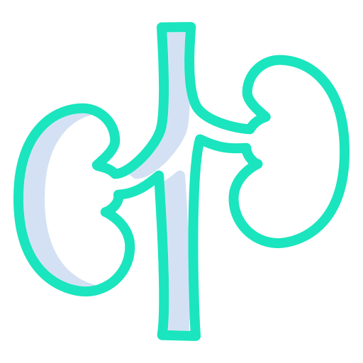 Kidney kidney anatomy organ icon