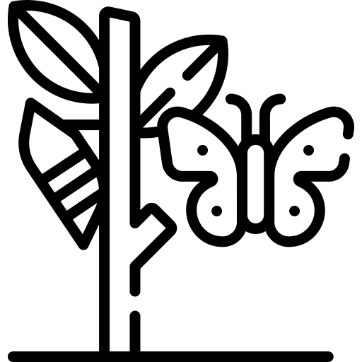 Metamorphosis metamorphosis lifecycle butterfly icon