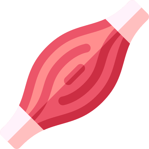Human physiology education muscle icon