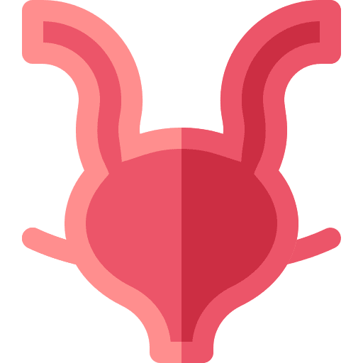 Bladder physiology anatomy healthcare and medical icon