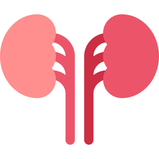 Kidneys kidney healthcare and medical organ icon