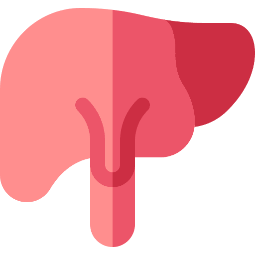Liver anatomy healthcare and medical liver icon