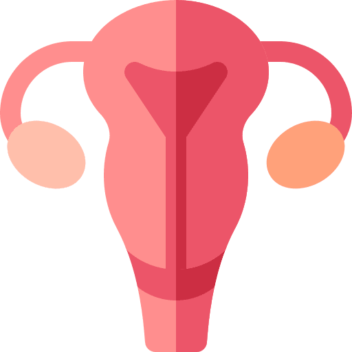 Uterus anatomy uterus healthcare and medical icon