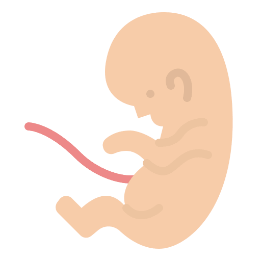 Fetus pregnant gestation healthcare and medical icon