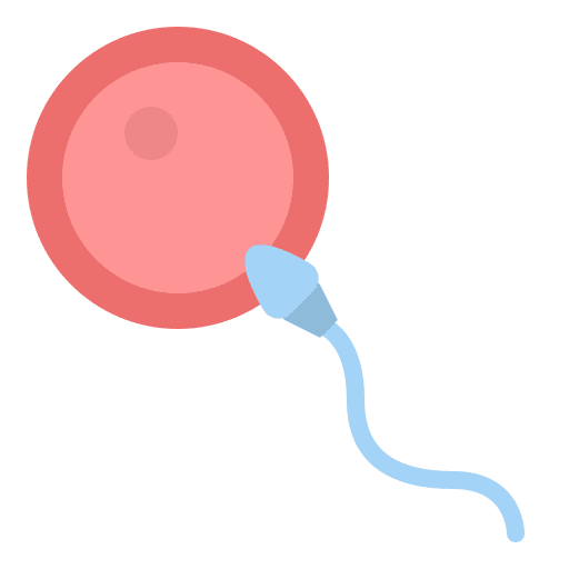 Fertilization ovum pregnancy ovule icon
