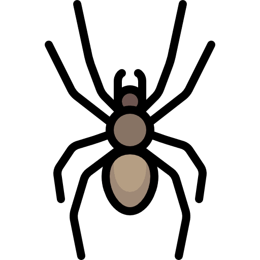 Spider spider bug animals icon